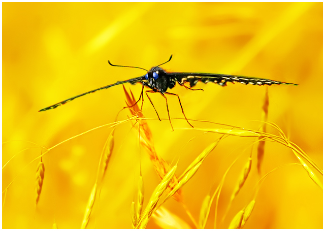 Black Swallowtail