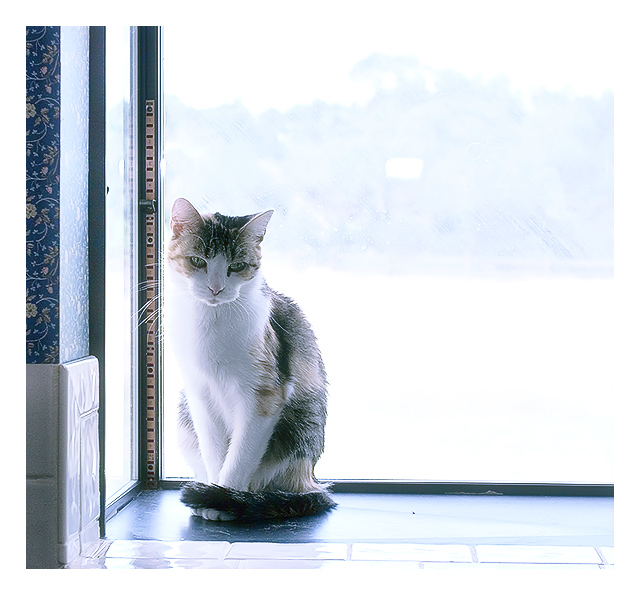 pixie in the window