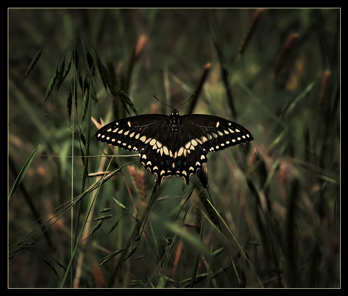 black swallowtail