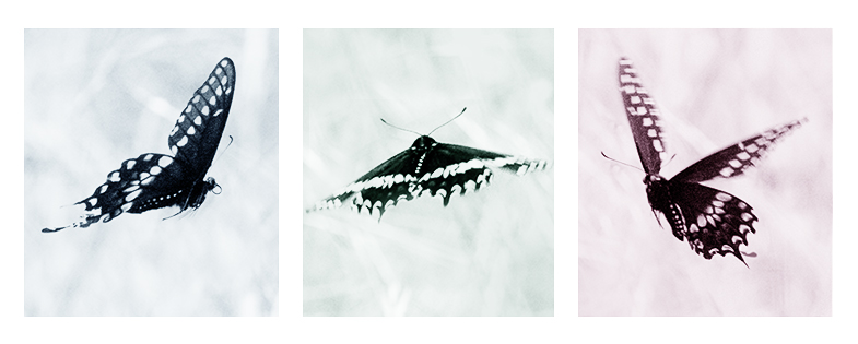 flight