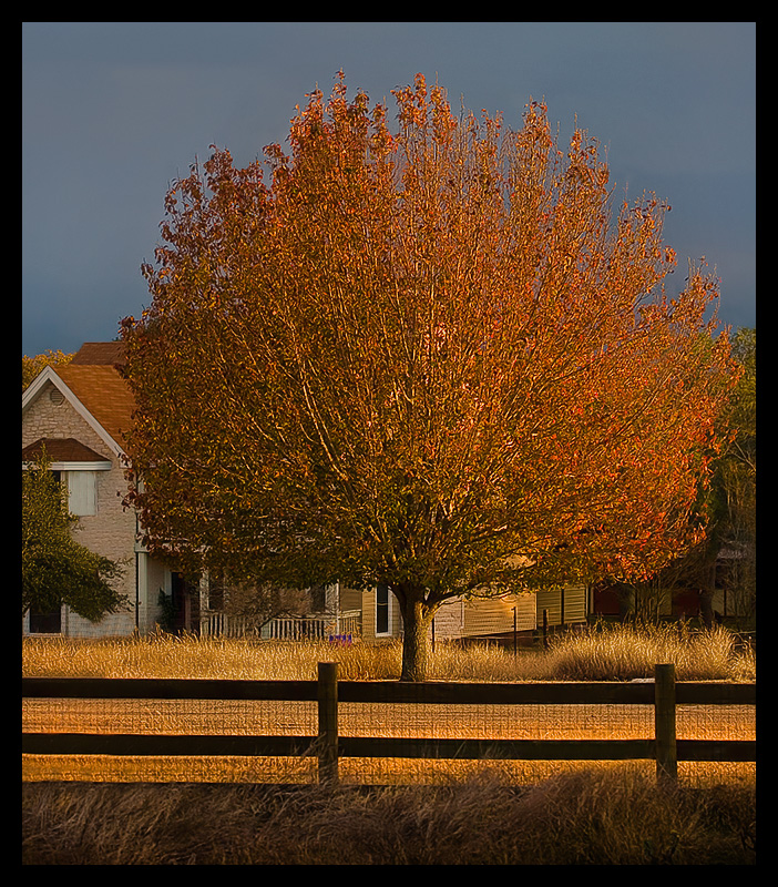 country tree