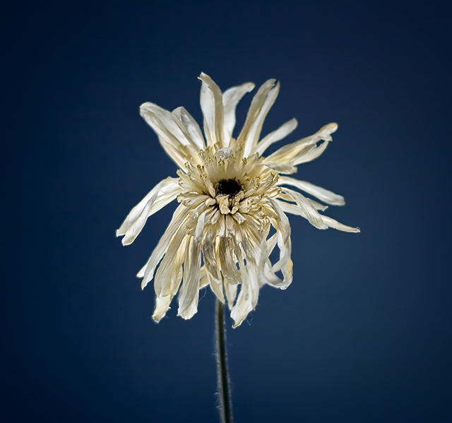 dead flower