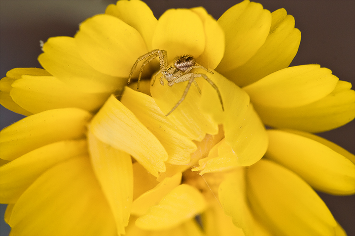 spiderflower_orig.jpg