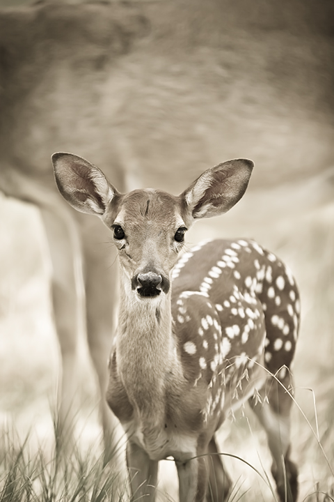 doe with fawn