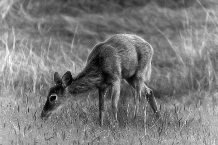 grazing deer