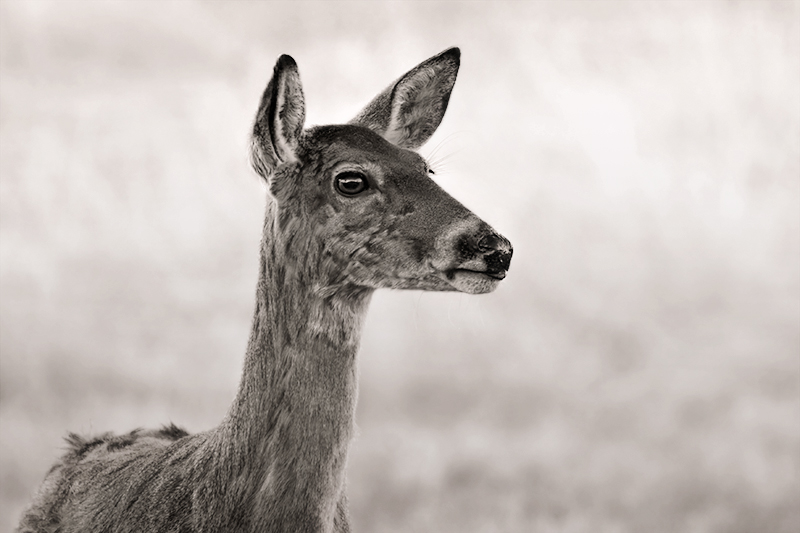 the doe