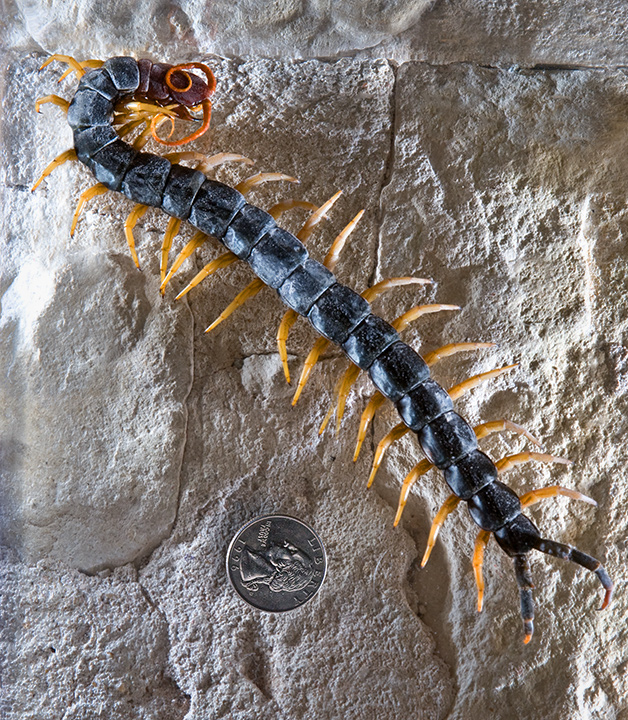 giant desert centipede