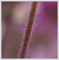 abstractmacro1.jpg
