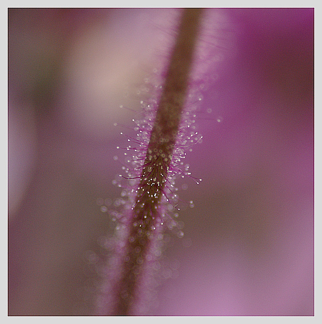 abstractmacro1.jpg