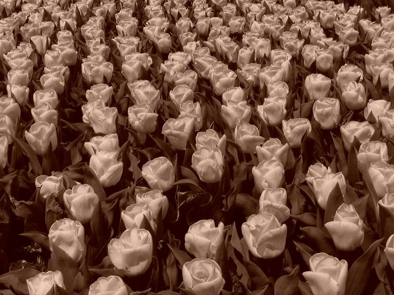 sepia tulips.jpg
