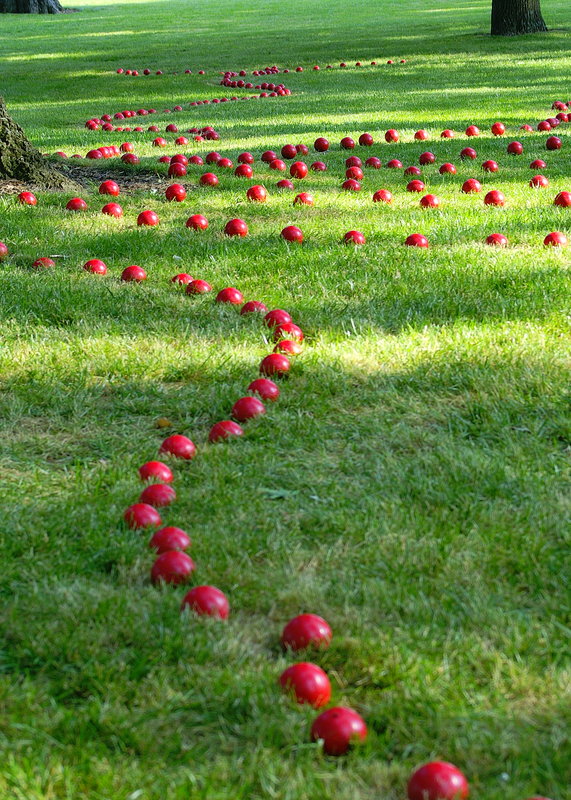 Root Balls.jpg
