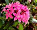 Star flowers
