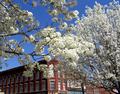 Spring blossoms