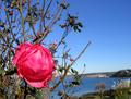 Ali's rose