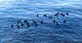 Ripples