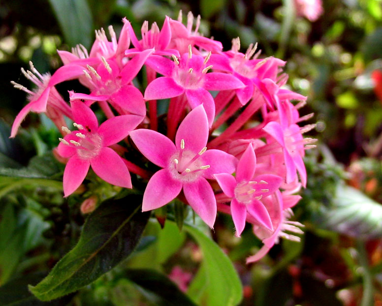 Star flowers