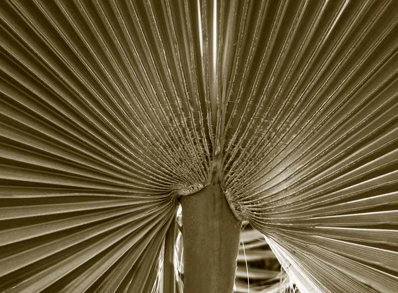 Natural fan