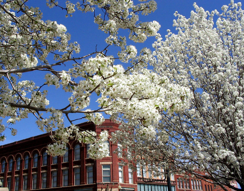 Spring blossoms