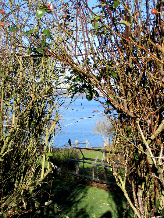 Path to the shore