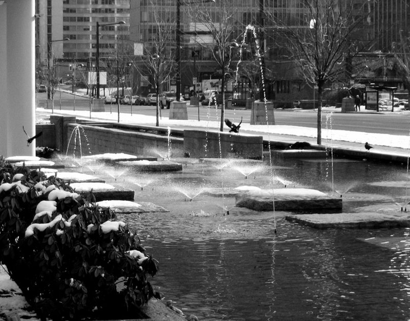 Crows in fountain