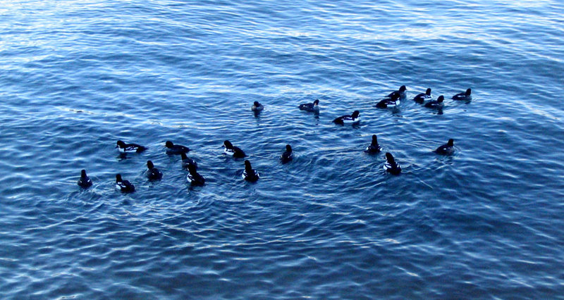 Ripples