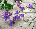 String Of Flowers