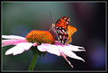 IMG_2974small.jpg