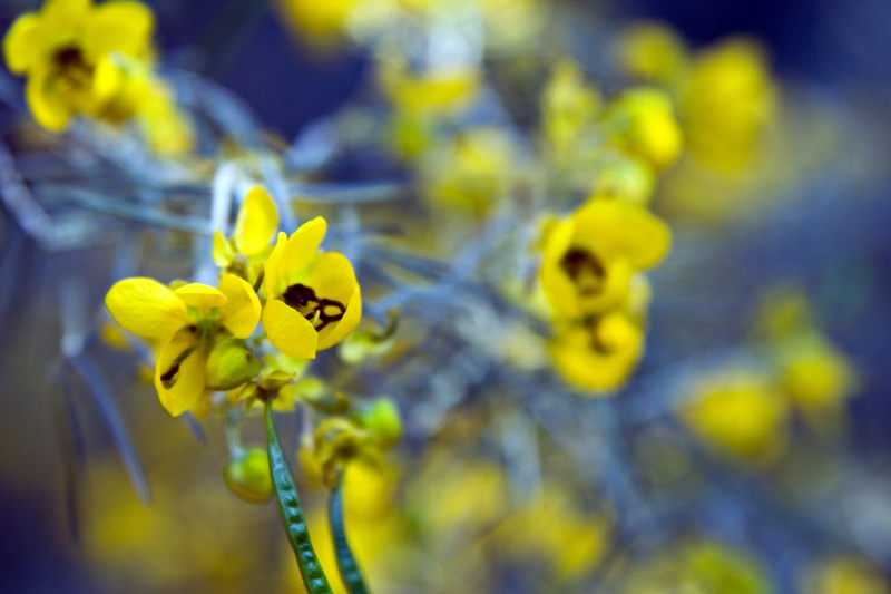 A Burst of Yellow