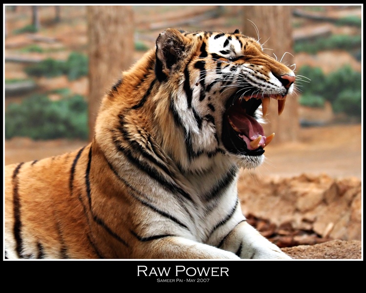 Raw Power