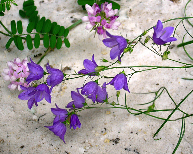 String Of Flowers