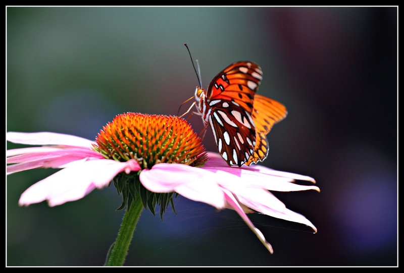 IMG_2974small.jpg