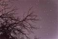 Starry Tree