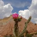 Cactus Flower With Cliff