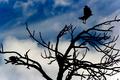 Crow's Flight