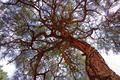 Trees Grow Up