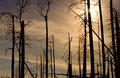 Desolation