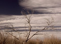 Bosque Del Apache Tree