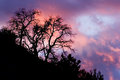 Sunset Pinon