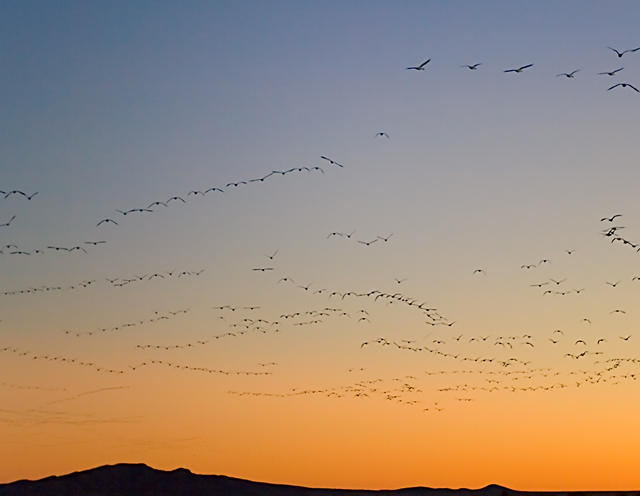 Fly Into The Sunset