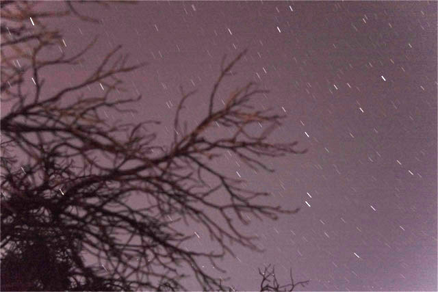 Starry Tree