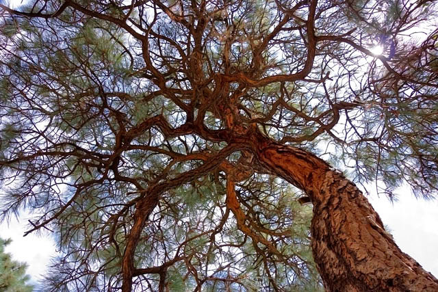 Trees Grow Up