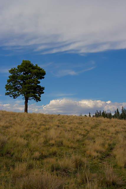 Lone-Tree-On-Hillside.jpg