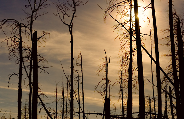 Desolation