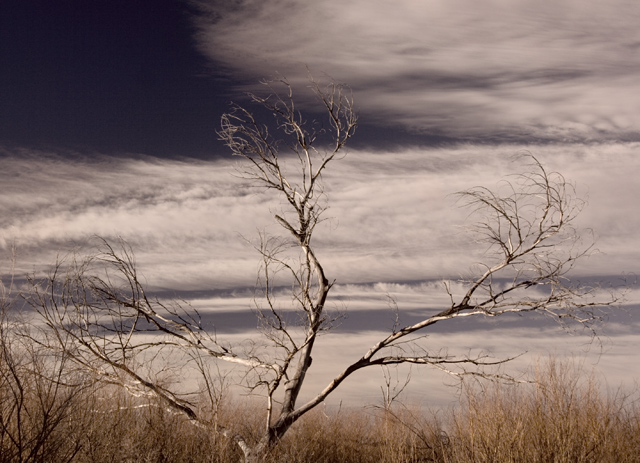 Bosque Del Apache Tree