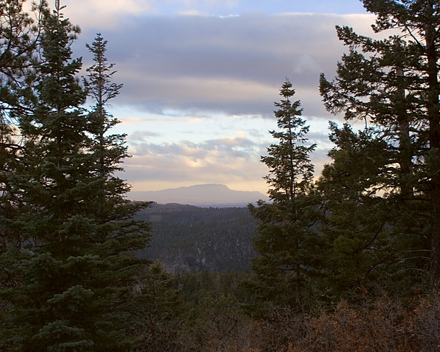 Sandias Through Trees
