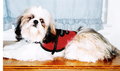 Bingo the Therapy Dog