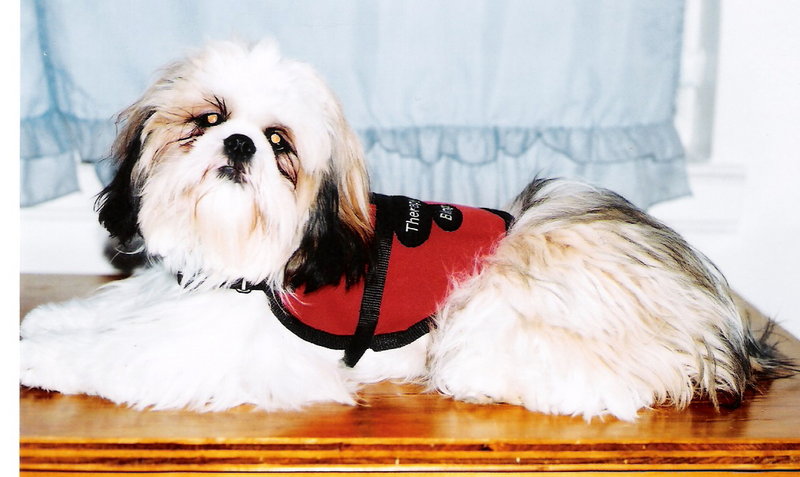 Bingo the Therapy Dog