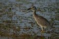 Yellow Crowned Night Heron, immature