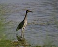 Adult Yellow Crowned Night Heron