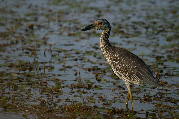 Yellow Crowned Night Heron, immature